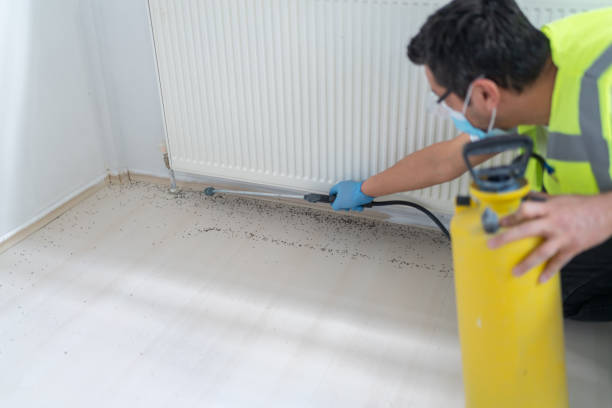 Best Ant Control Services  in Stepney, CT